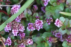 Lindernia rotundifolia